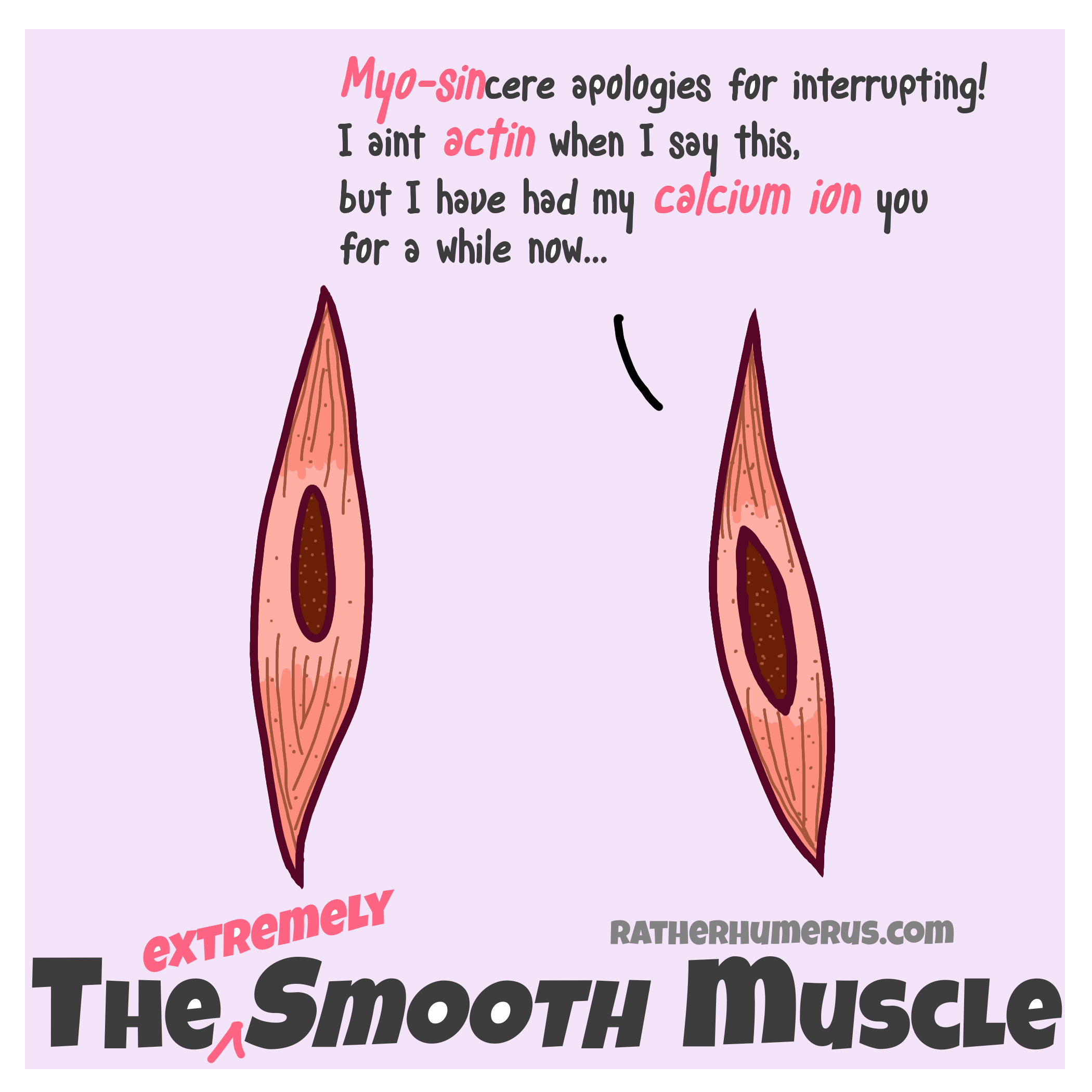 smoothmuscle