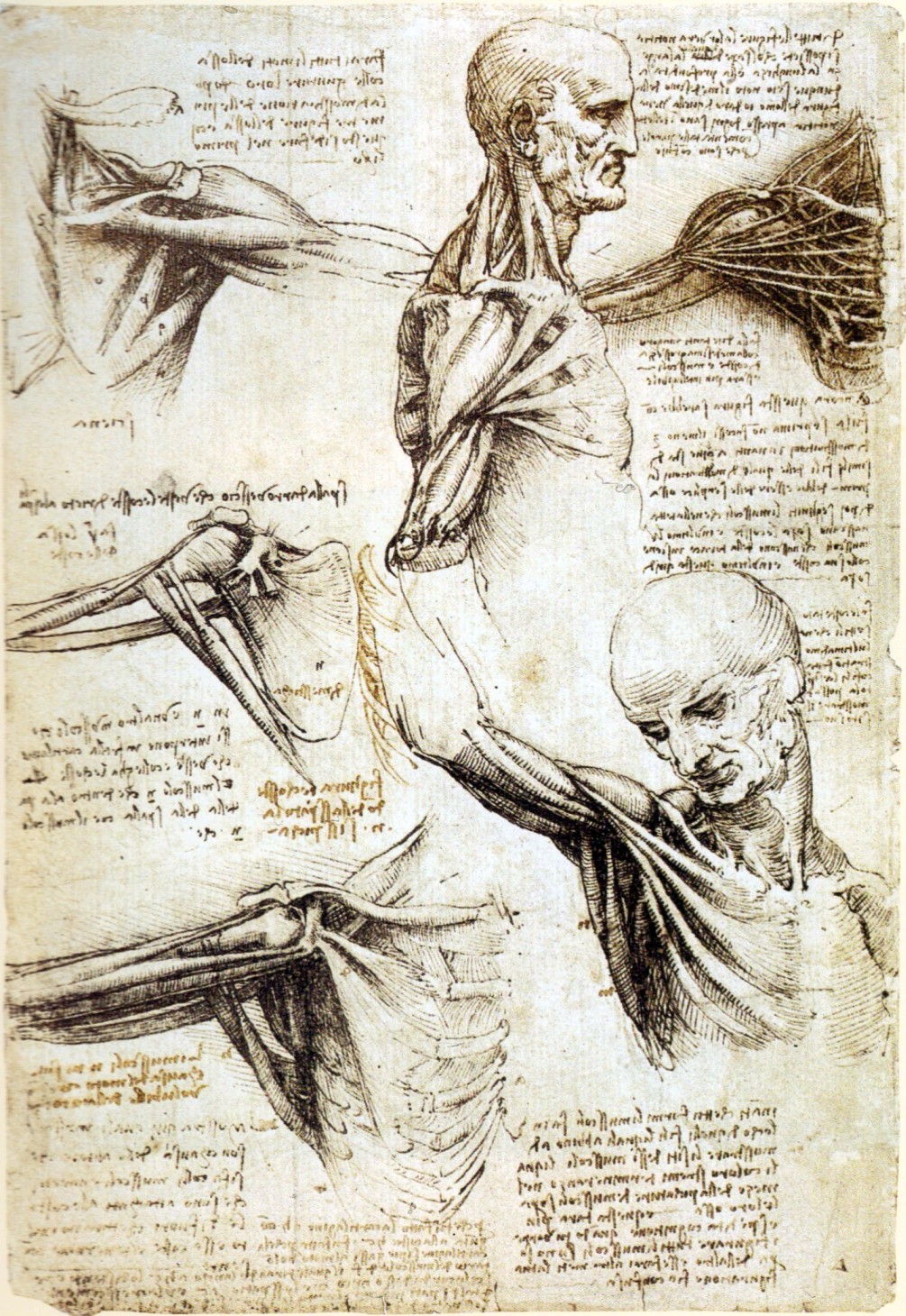 Da Vinci shoulder dissection