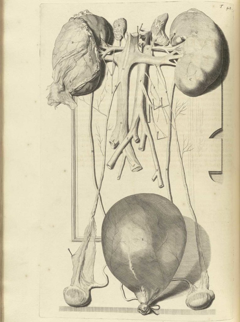 Dissecting Anatomy Lab: Epilogue » in-Training, the online peer ...